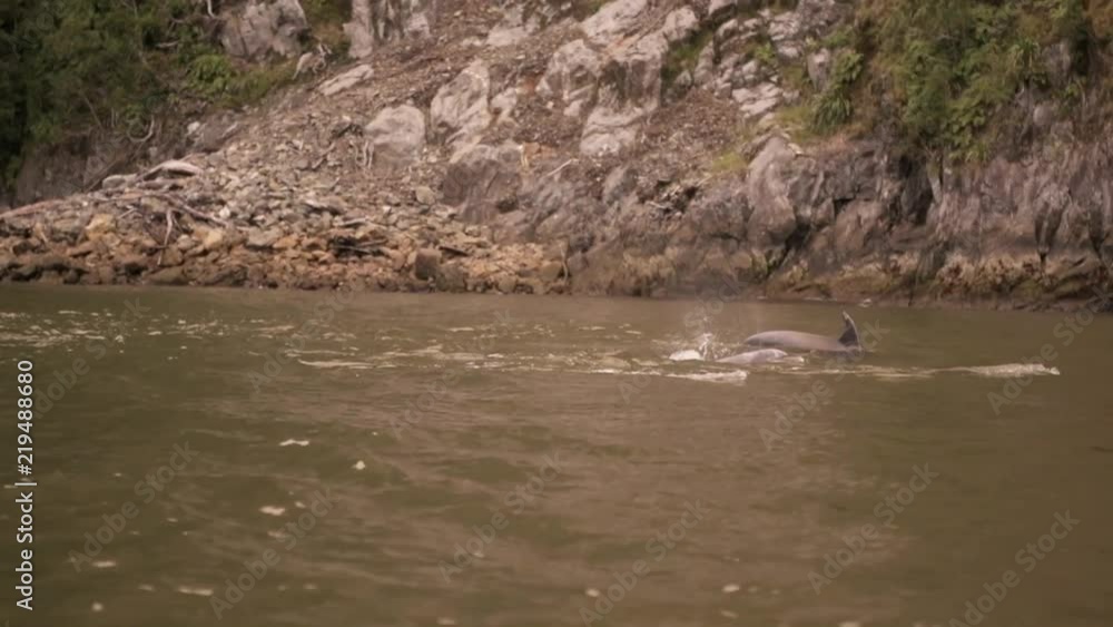 Dolphins surface in slow motion, POV Dolphins surface in slow motion, POV