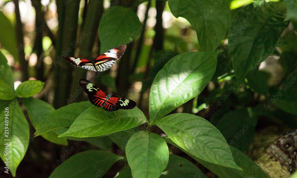 Fototapeta premium Mating dance of several Piano key butterfly Heliconius melpomene