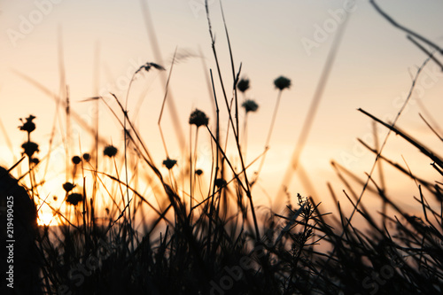 Silhouettes of grass in front of orange color sunset sky, selective focus