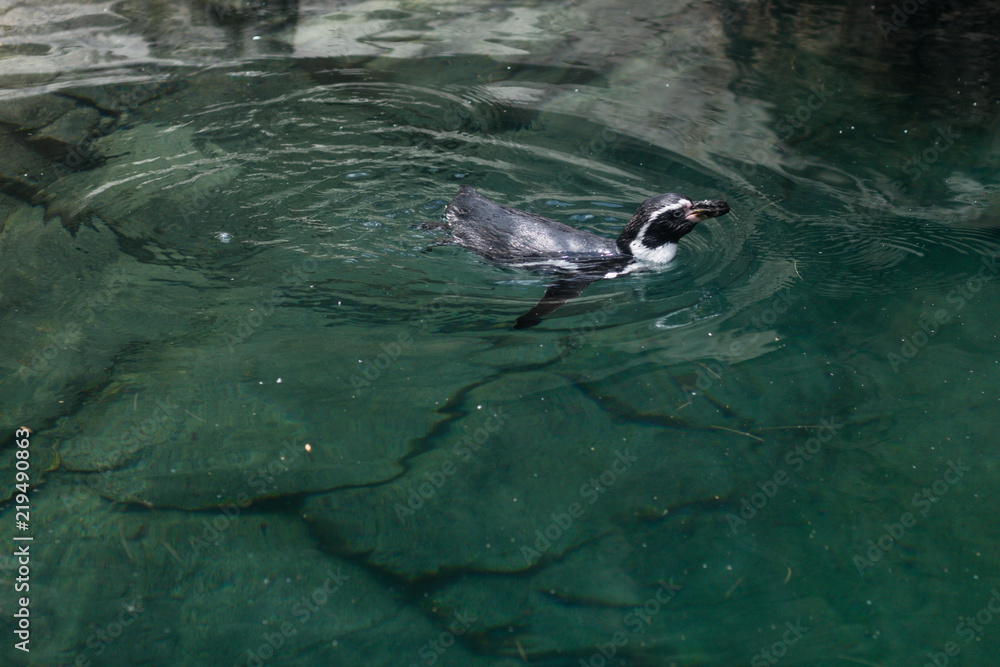 Naklejka premium Penguin