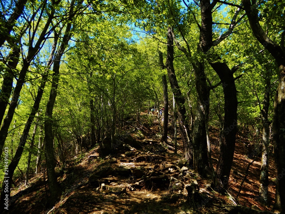 Fototapeta premium 鍋割山の山道