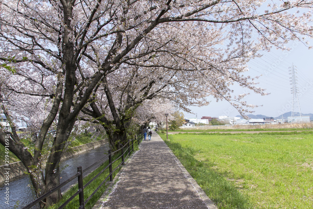 五条川の桜並木／愛知県丹羽郡大口町