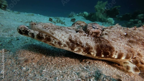 Crocodile Fish Underwater. Picture of flathead crocodilefish (Papilloculiceps longiceps) in the tropical reef of the Red Sea Dahab Egypt. photo