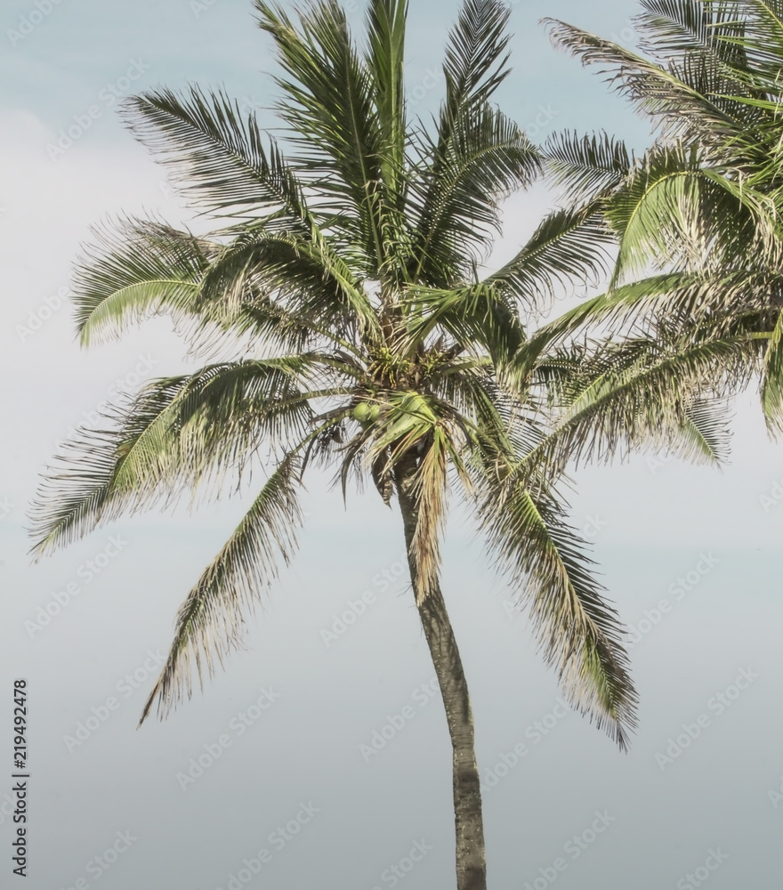 Palm trees and a cloudy sky