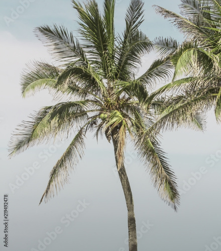 Palm trees and a cloudy sky