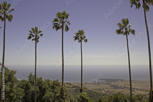 Tall palm trees with the ocean and a coast line in the background in California