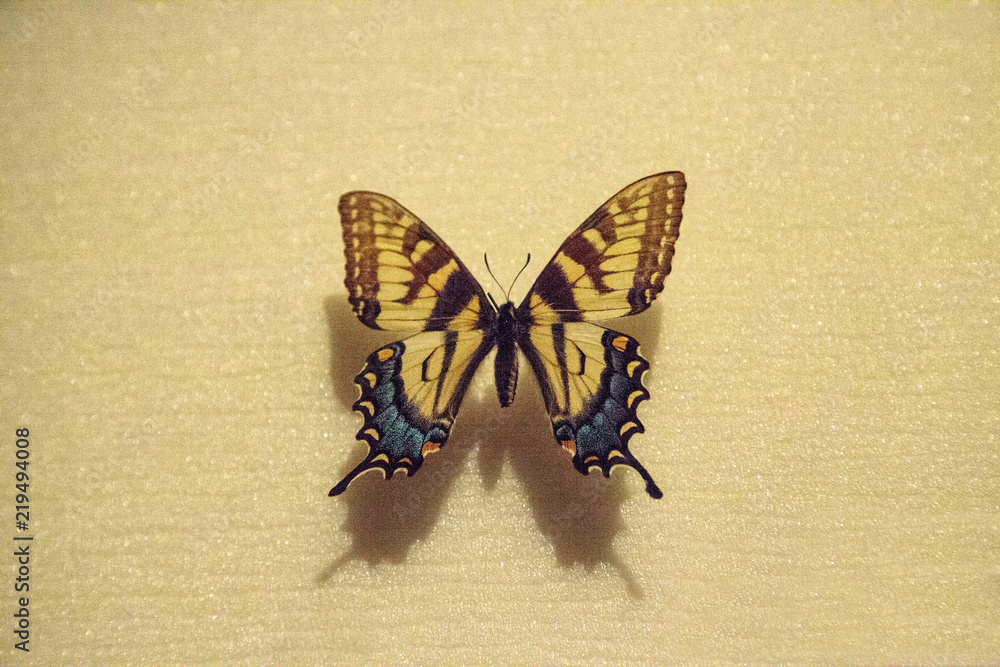 Fototapeta premium Tiger swallowtail butterfly Papilio glaucus