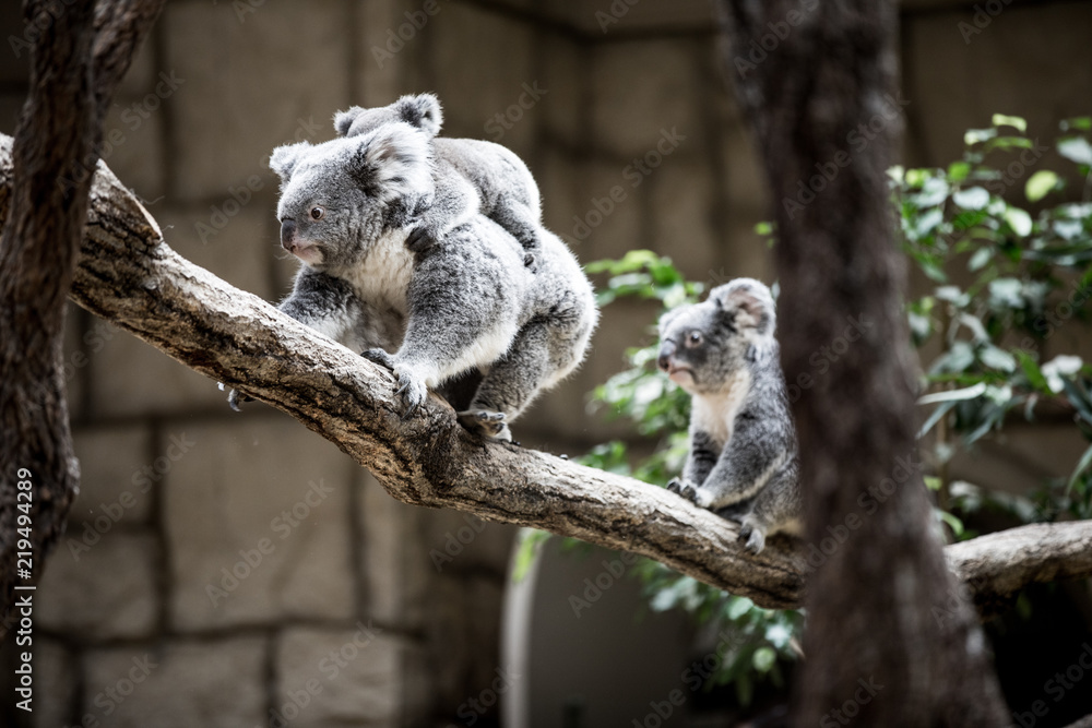 Obraz premium コアラ