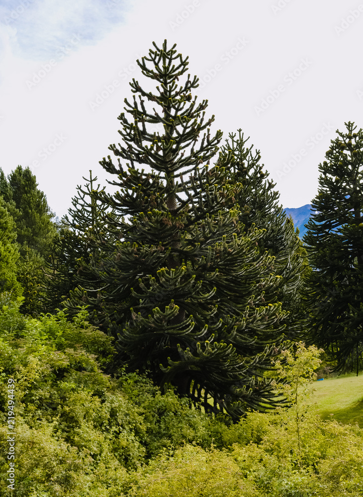 PINO, ARBOL DE PINO Stock Photo | Adobe Stock