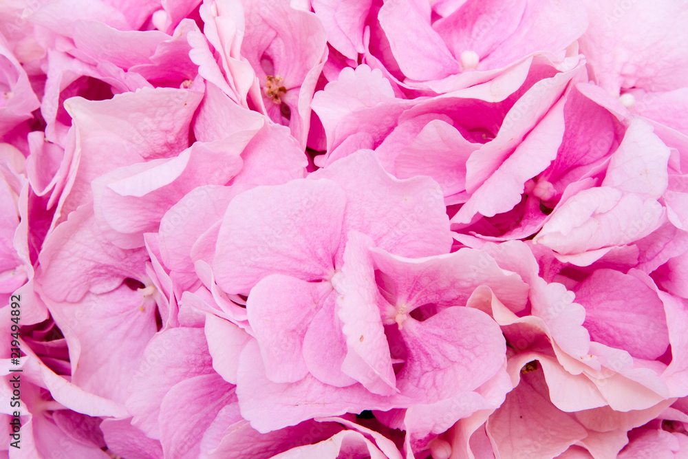 Pink rose petals, pink background Pink rose petals, pink background