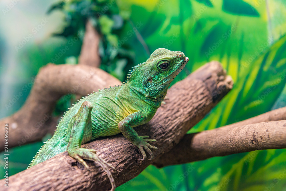 Fototapeta premium Chinese Water Dragon (Physignathus cocincinus) on a branch