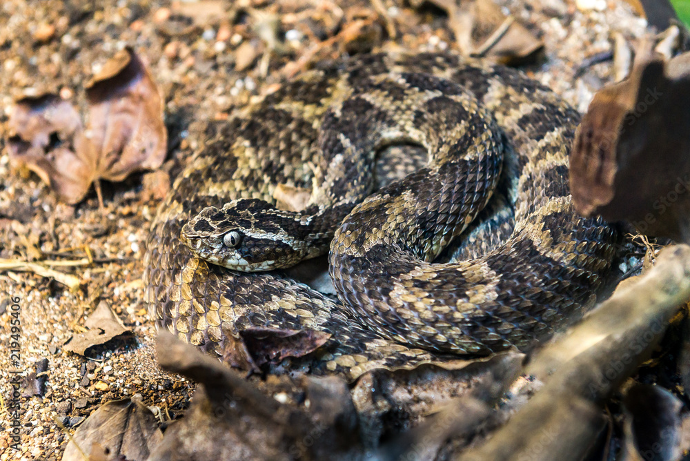 Caatinga Lancehead snake (Bothrops Erythromelas) on the ground Caatinga Lancehead snake (Bothrops Erythromelas) on the ground