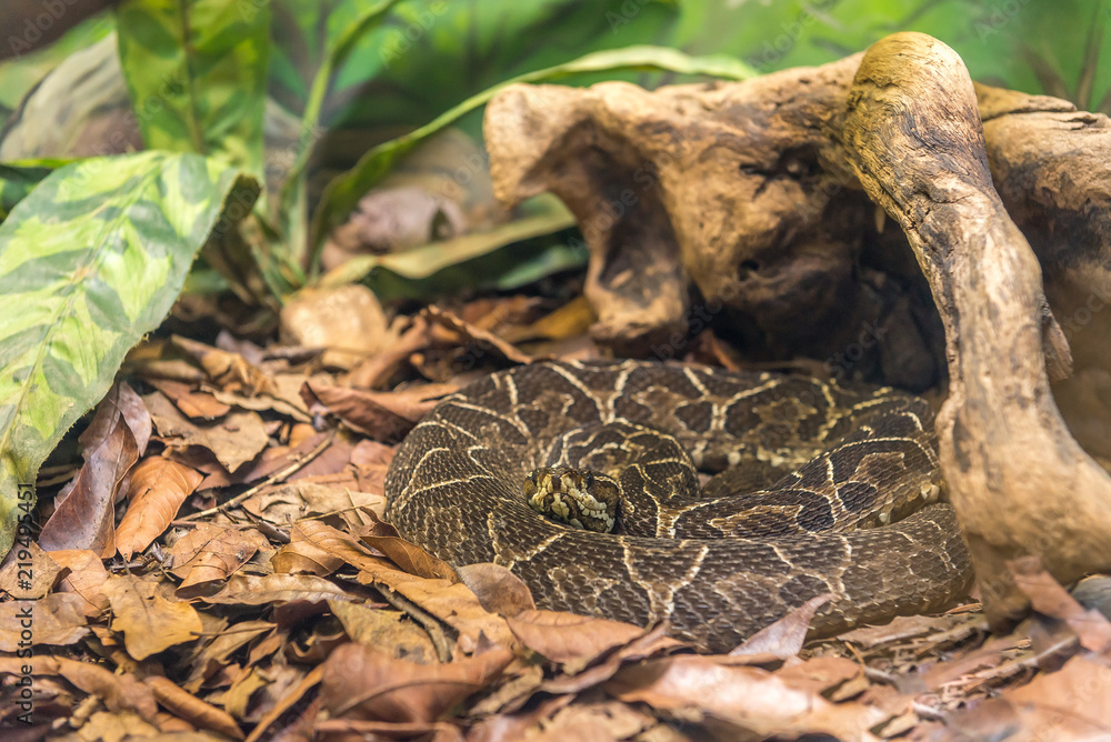 Fototapeta premium Crossed Pit Viper snake (Bothrops Alternatus) on the ground