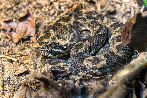 Caatinga Lancehead snake (Bothrops Erythromelas) on the ground photo