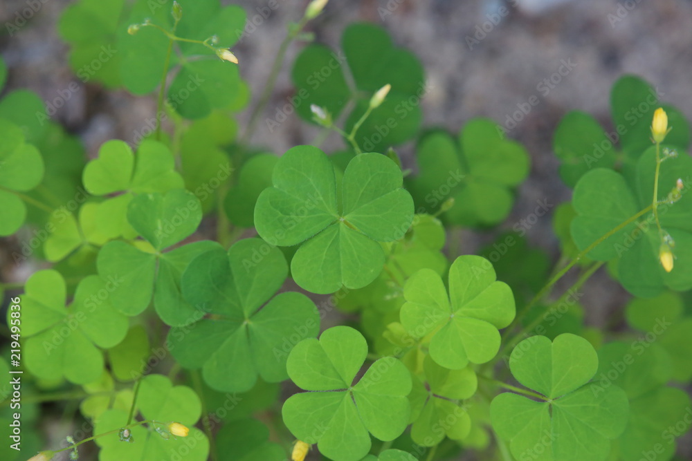 Clover leaves on the forest floor Clover leaves on the forest floor