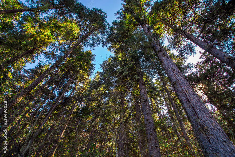Fototapeta premium Looking up at the virgin forest in the national park of Shangri-La, Yunnan, China