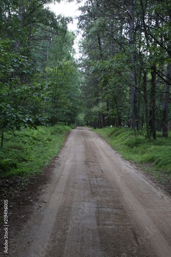 A long country road through the forest © Laura Jean Smith