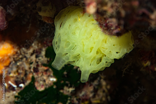 Clathrina clatrus sponge photo