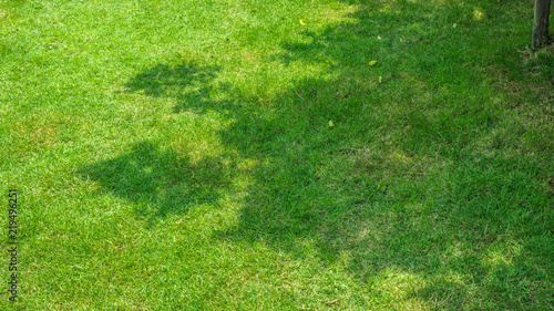 Shadow tree on the grass
