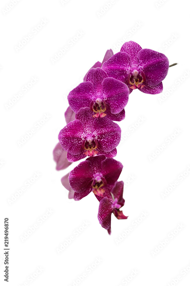 Obraz premium pink phalaenopsis orchids isolated on white background