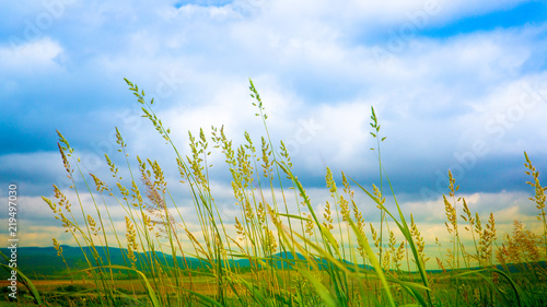 plants and sky