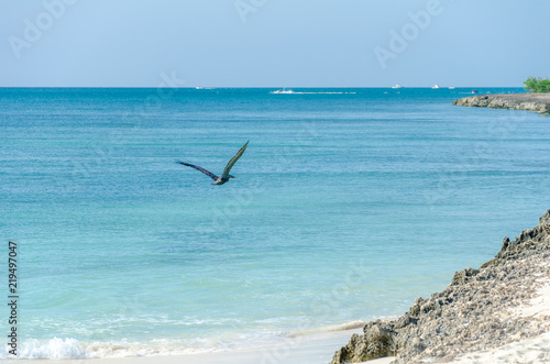 Pelican flying over the Beach in Aruba Island © vbjunior