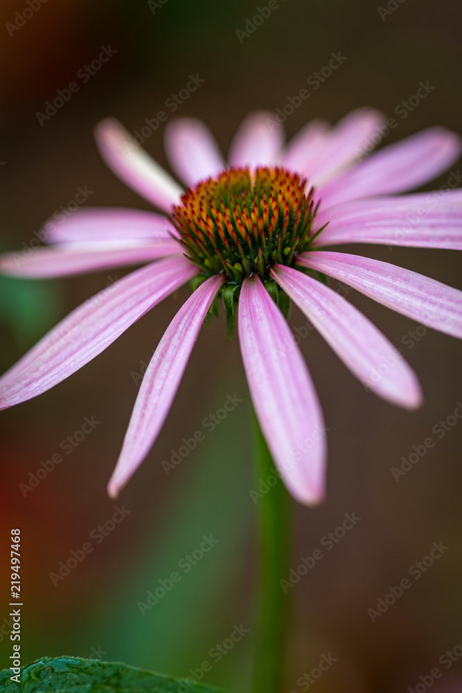 Beautiful macro flower shots with dreamy bokeh background Beautiful macro flower shots with dreamy bokeh background