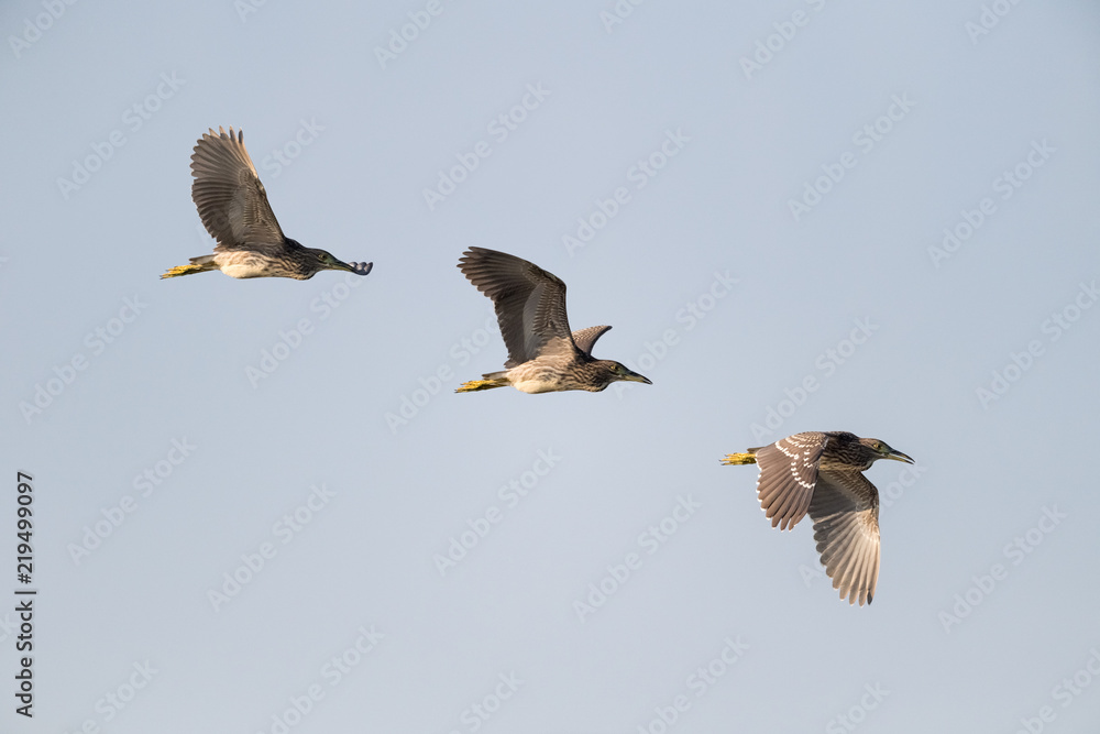 Obraz premium night heron in flight