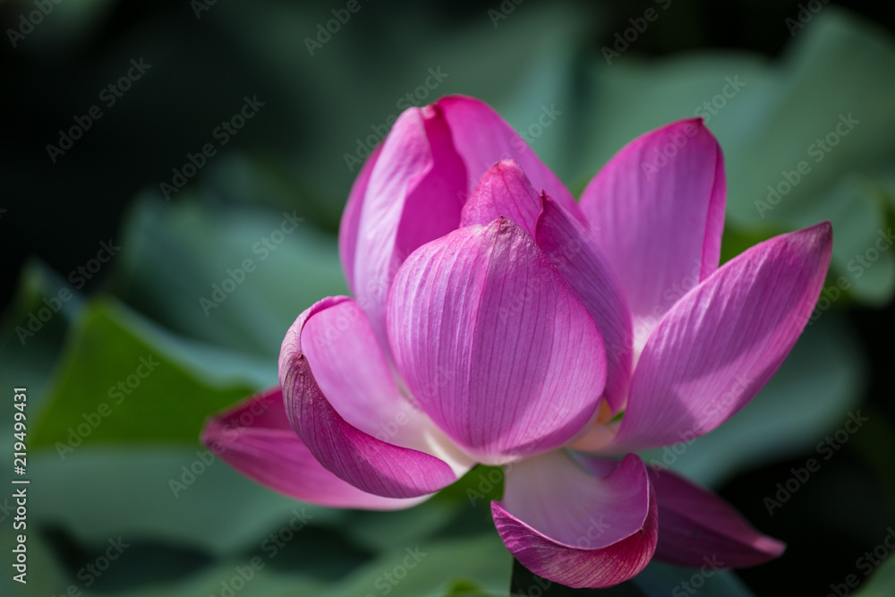 Pink lotus blooms in the pond in summer