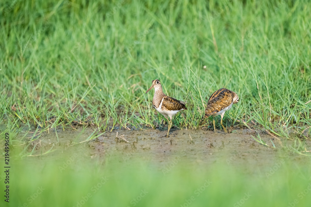 Obraz premium beautiful painted snipe