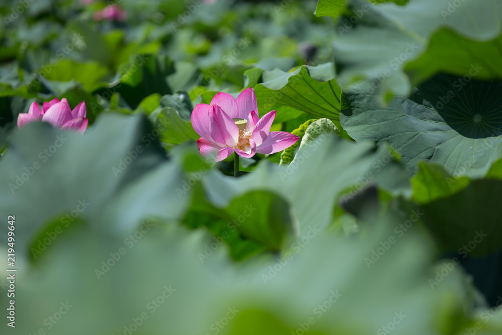 Pink lotus blooms in the pond in summer Pink lotus blooms in the pond in summer