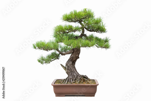 green pine bonsai isolated