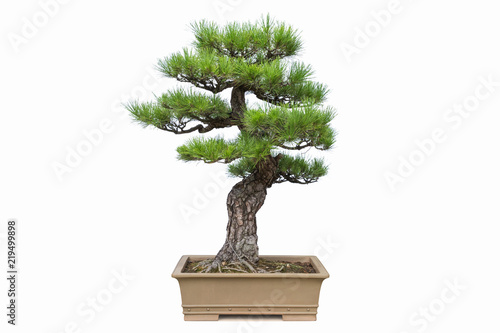 pine bonsai isolated