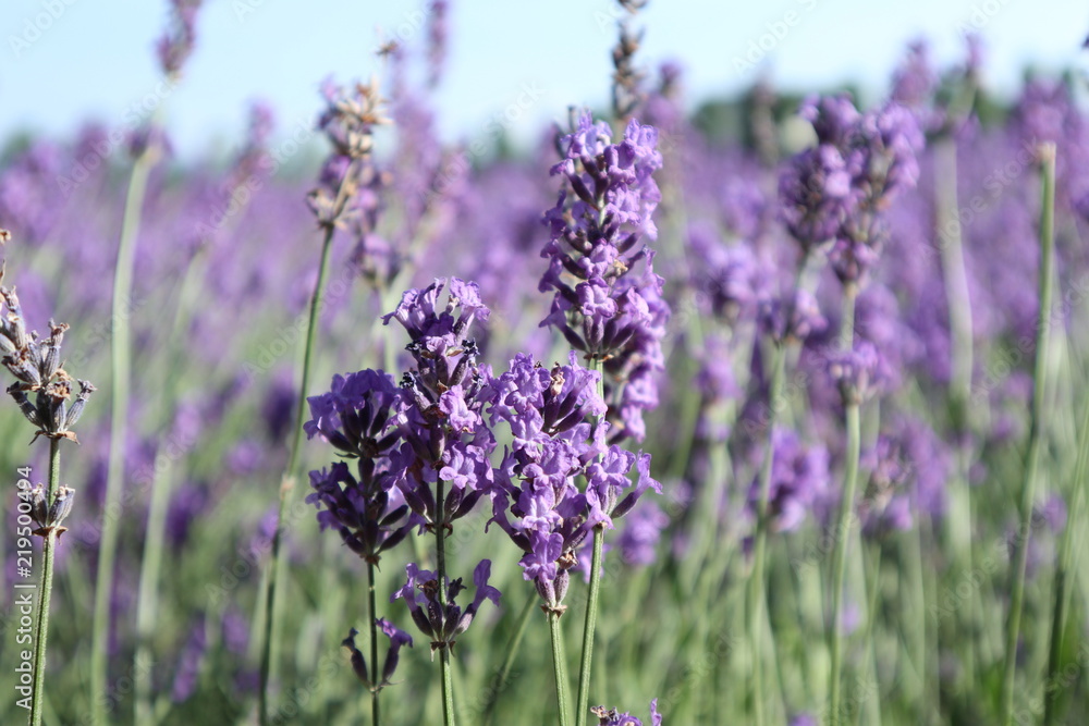 Fototapeta premium Lavender Blooming closeup