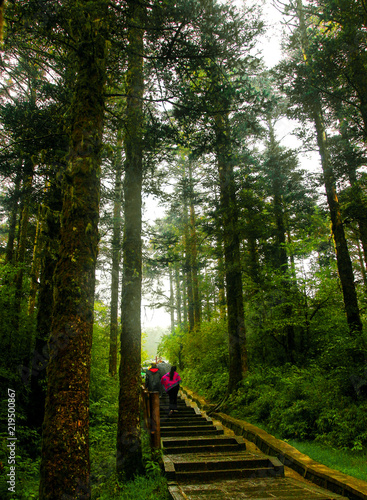 Lush woods in the mist, in Mount Emei, Sichuan Province, China