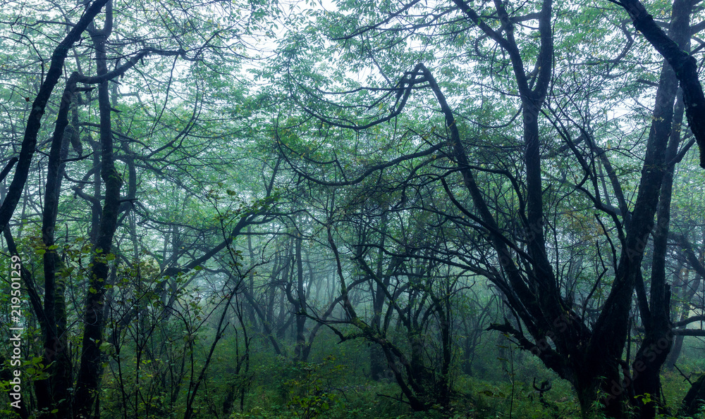 Lush woods in the mist, in Mount Emei, Sichuan Province, China Lush woods in the mist, in Mount Emei, Sichuan Province, China