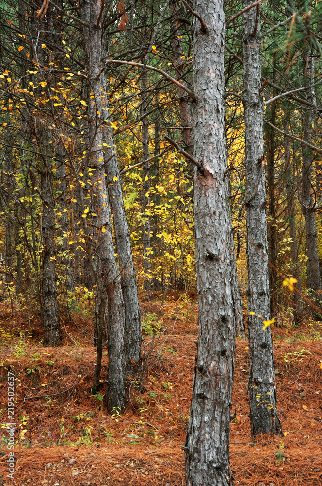Autumnal forest close-up Autumnal forest close-up