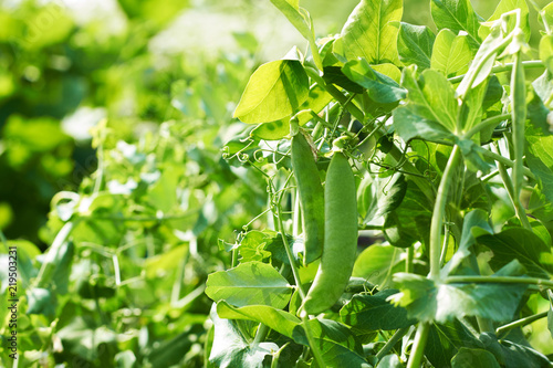 Ripe peas growing on a organic farm.