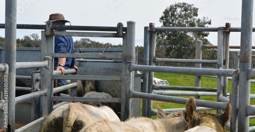 farmer working in cattle yards in australia photo