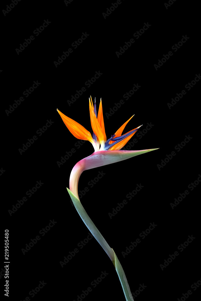 Obraz premium bird of paradise flower on a curved stem isolated on a black background