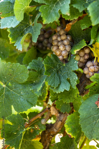 Raisin sur souches photo