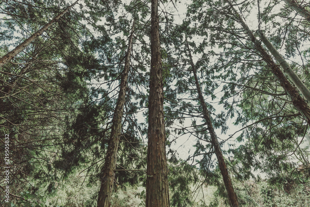 Fototapeta premium 森林の風景