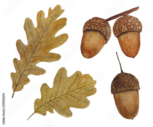  Illustration set of oak leaves and acorns watercolor