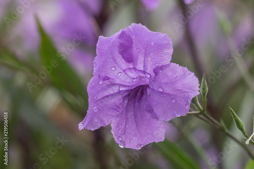 Violet flower and dew drops on the petals in the garden