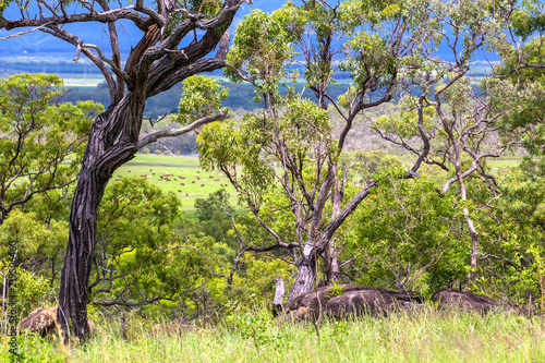 Forest with hill and boulder on the Atherton Tableland with cattle on the plain in Queensland, Australia photo