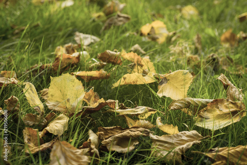 fallen autumn leaves on lawn macro