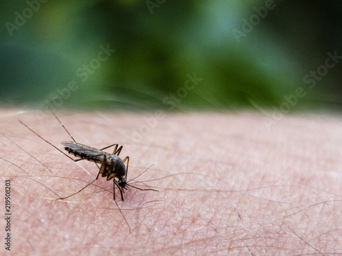 mosquito on human skin close up.