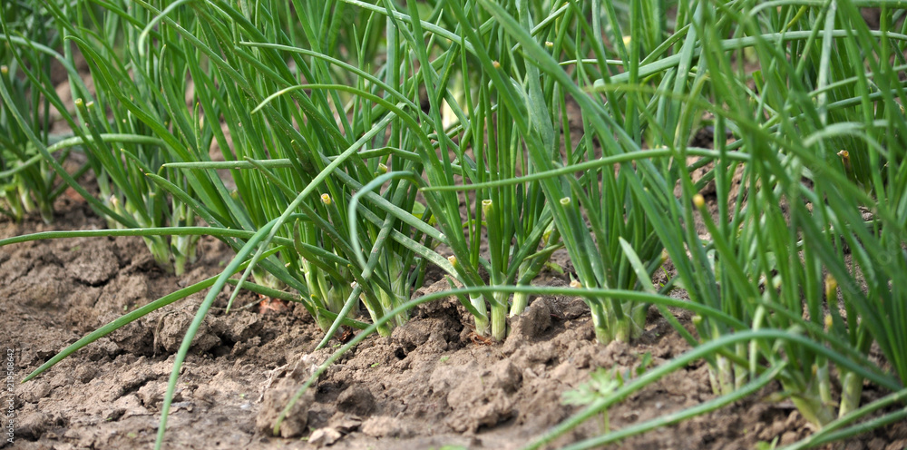 Green onion in the open ground