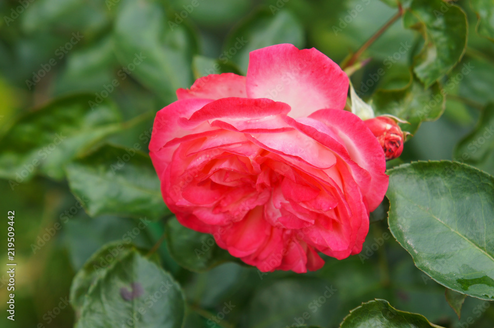 hybrid red rose head with green foliage