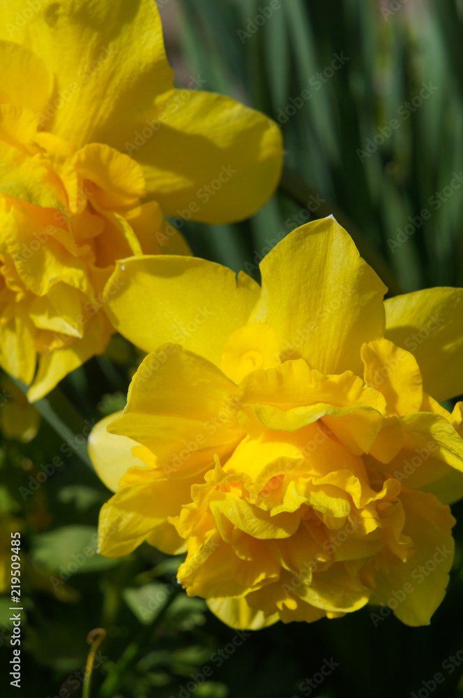 Double narcissus dick wilden spring yellow flowers